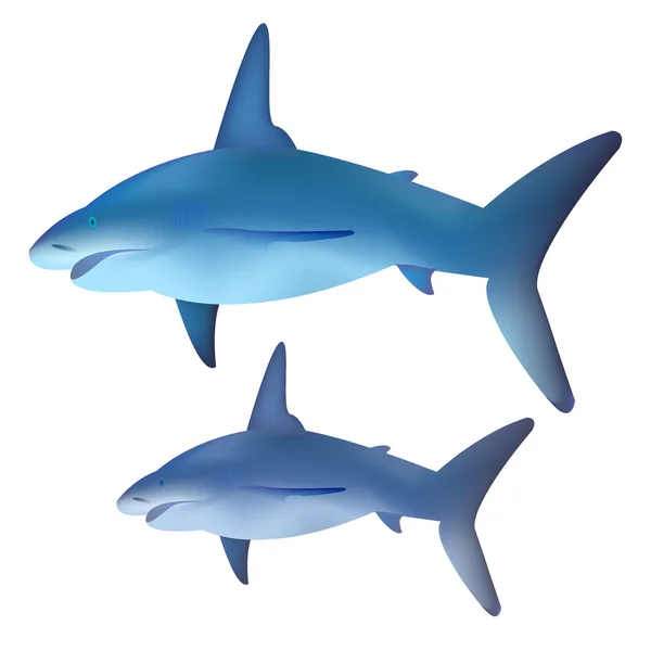 Vector shark for your design — Stock Vector