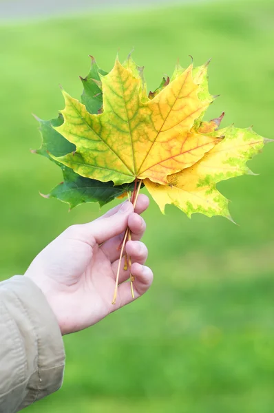 Flicka håller flera maple leafs — Stockfoto