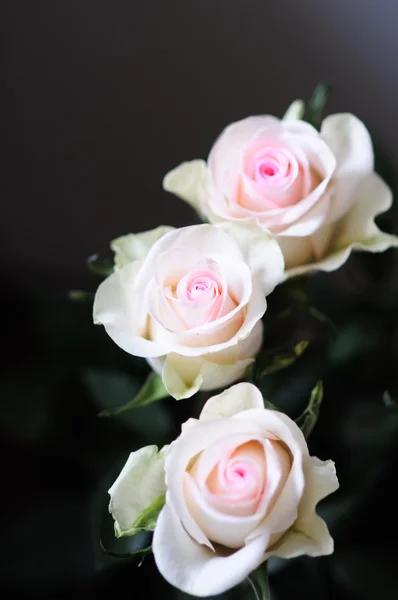 Rózsák háttér장미 배경 — 스톡 사진