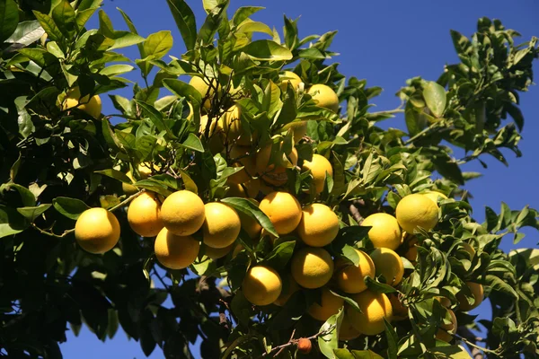 Stock image Lemon with sky background