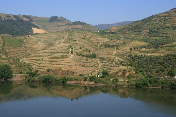 stock image Vineyard in Portugal