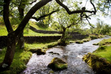 yorkshire dales national park İngiltere'de güzel manzara