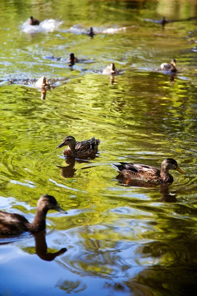 stock image Ducks