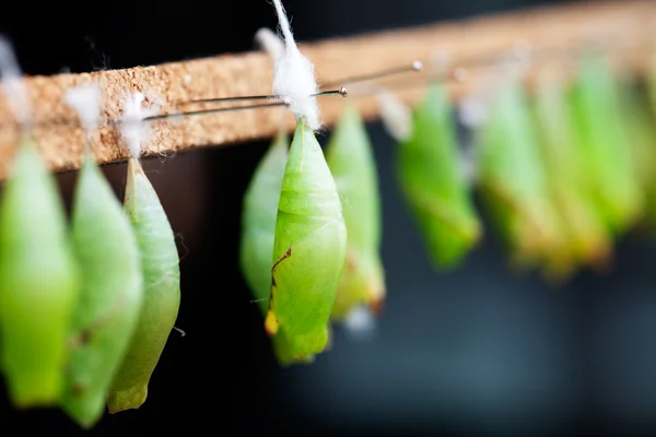 Butterfly pupa — Stock Photo, Image