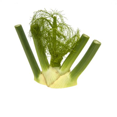 Fennel clipart