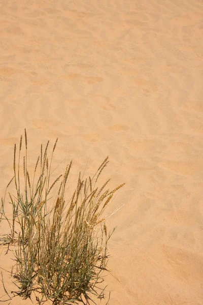 Erba e sabbia — Foto Stock