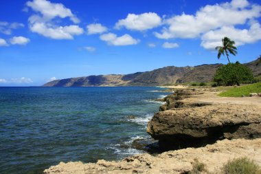 Hawaiian coast in summer clipart