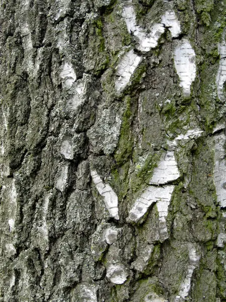 stock image Tree bark