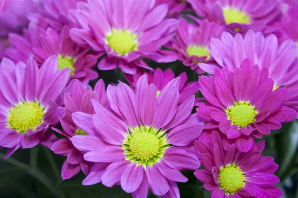 Pink Asters — Stock Photo, Image