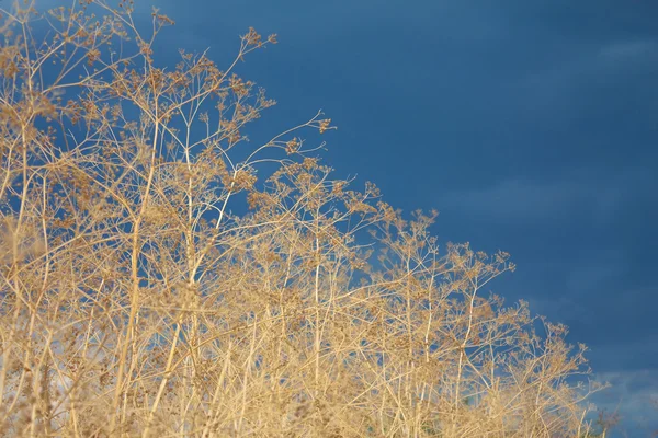 Podzimní rákosí a bouřlivá obloha — Stock fotografie