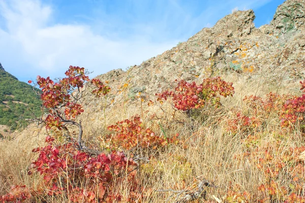 El árbol rojo otoñal en la montaña Karadag, el parque Nacional, la Crimea, U —  Fotos de Stock