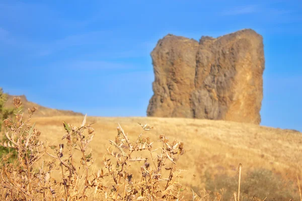 Cardo y una roca solitaria en la montaña Karadag. Crimea, Ucrania —  Fotos de Stock