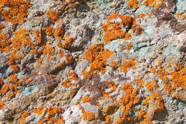 stock image Lichens on rock, texture, abstract background