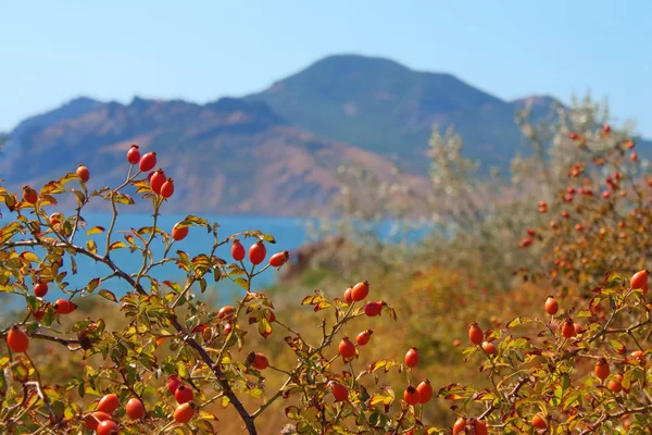 Rijp rozenbottels op karadag berg. Zwarte Zee, Krim, Oekraïne — Stockfoto