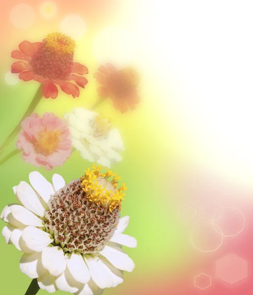 Bunte Gerbera-Gänseblümchen vor funkelndem Hintergrund — Stockfoto