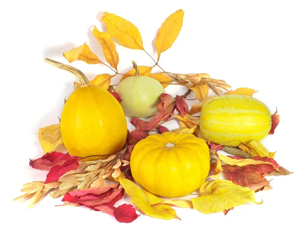 stock image Orange pumpkins with dry leaves for halloween decoration