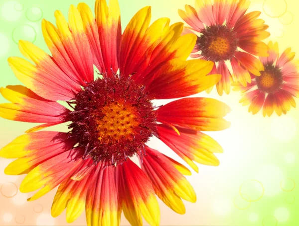 Kolorowych gerbera daisies na tle świecący — Zdjęcie stockowe
