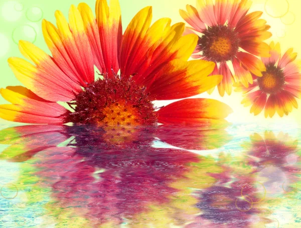 Bunte Gerbera-Gänseblümchen spiegeln sich im Wasser — Stockfoto