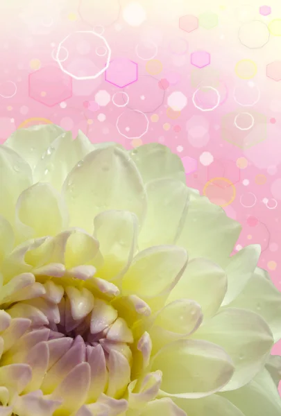 Vacker vit dahlia blomma, närbild — Stockfoto