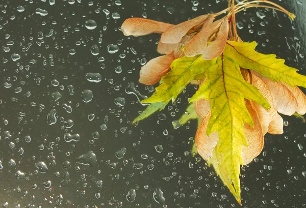 Foglie d'autunno su sfondo bagnato con gocce d'acqua — Foto Stock