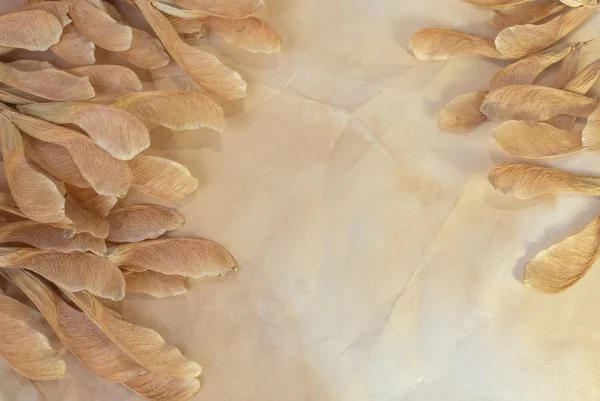 Papel hecho a mano con semillas secas de otoño — Foto de Stock