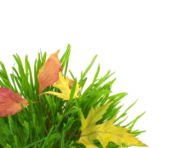 Зеленая трава и опавшие листья, изолированные на белом — стоковое фото