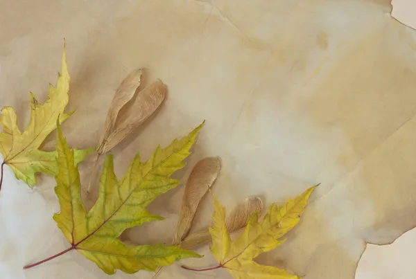 Oud papier met droge herfst bladeren — Stockfoto