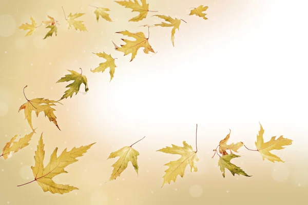 Фон осенних кленовых листьев — стоковое фото