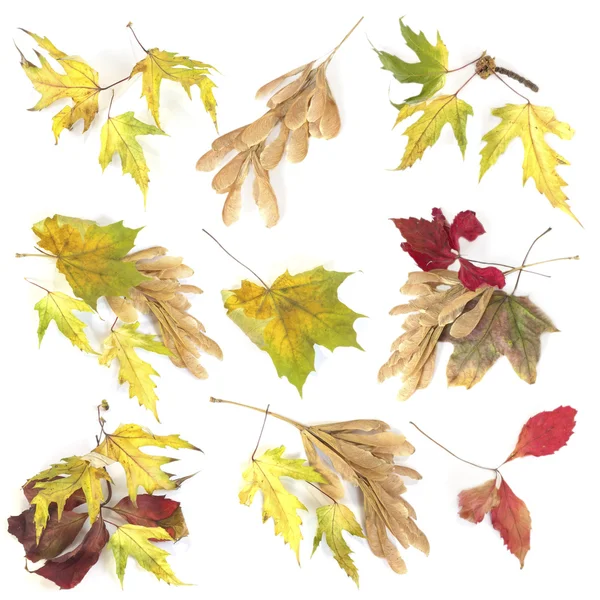 Коллекция осенних листьев на белом фоне — стоковое фото