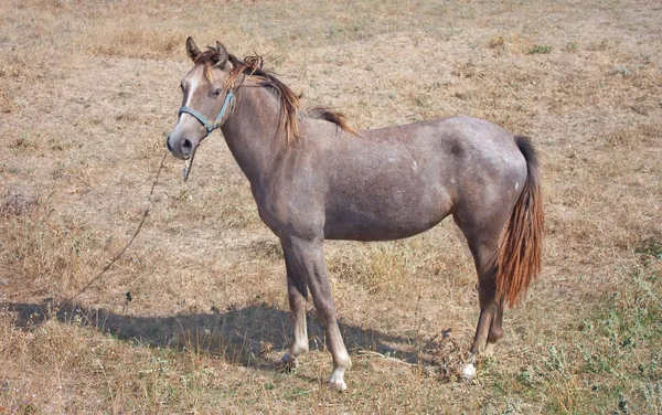 ม้าในสนามหญ้าแห้ง — ภาพถ่ายสต็อก