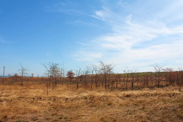 Paesaggio con alberi secchi ed erba con cielo azzurro chiaro — Foto Stock