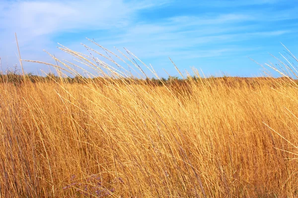 Gul torrt gräs fält och blå himmel — Stockfoto