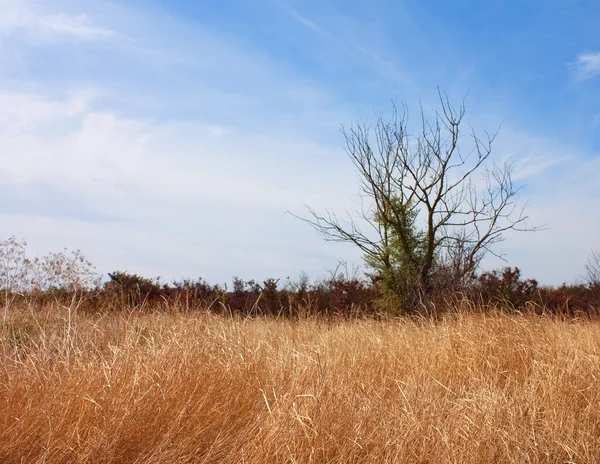 Пейзаж с одиноким сухим деревом и травой — стоковое фото