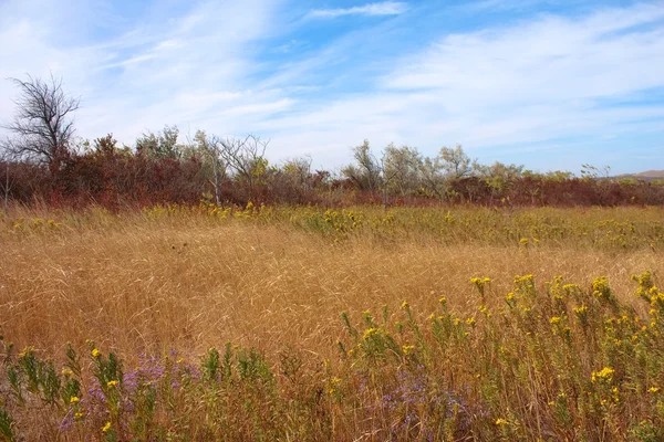 Krajina s květinami a suché trávy — Stock fotografie