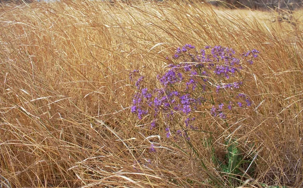 Fioletowe kwiaty w suchej trawy — Zdjęcie stockowe