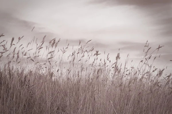 Травяное поле и небо в черно-белом — стоковое фото