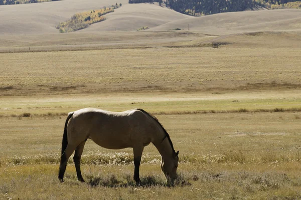 Heste græsning - Stock-foto