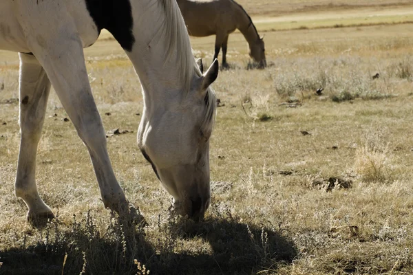 Выпас лошадей — стоковое фото