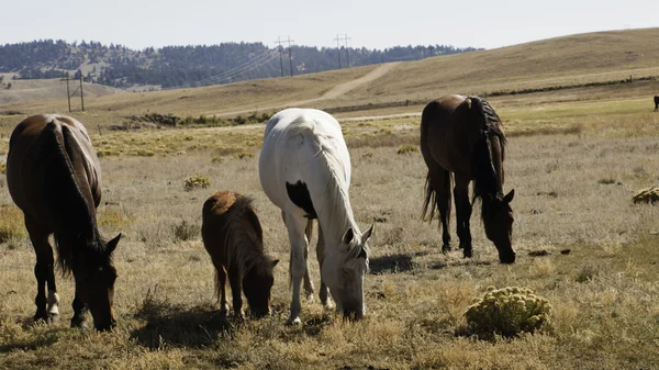 Hester beiter – stockfoto