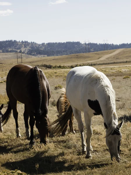 Horses grazing — Stock Photo, Image