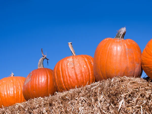 stock image Pumpkins