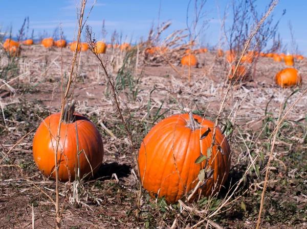 Ripe Pumpkins in a Field — Stock Photo, Image