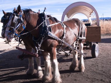 Horses pulling a carriage clipart