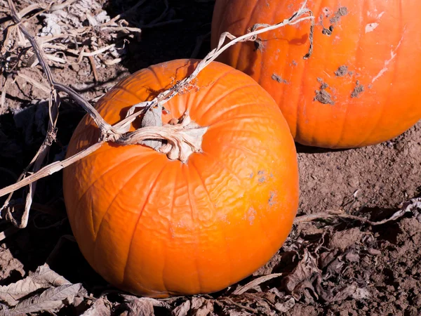 Ripe Pumpkins in a Field — Stock Photo, Image