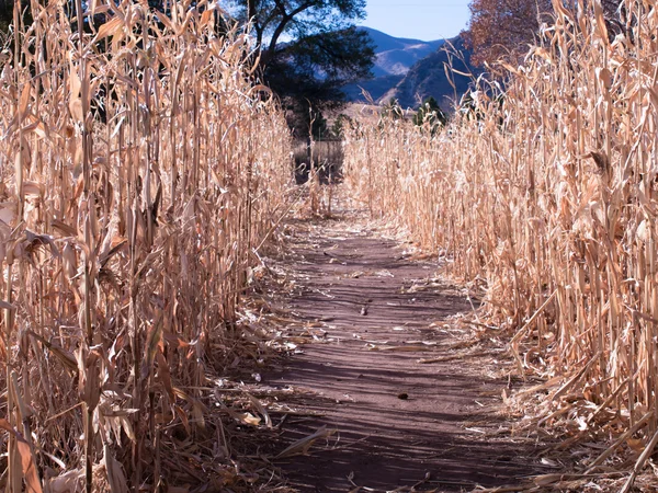 Campo de fazenda de milho em queda — Fotografia de Stock