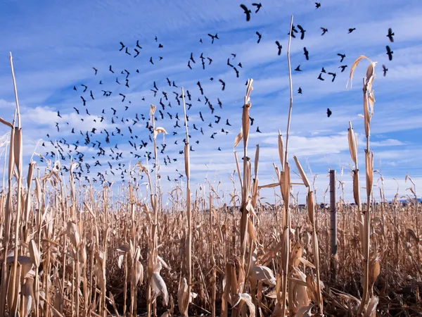 Вороны на кукурузном поле — стоковое фото