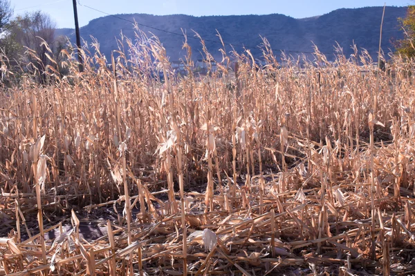 Campo de cultivo de maíz en otoño —  Fotos de Stock