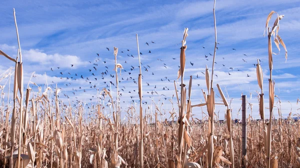 Crows in corn field — Stock Photo, Image