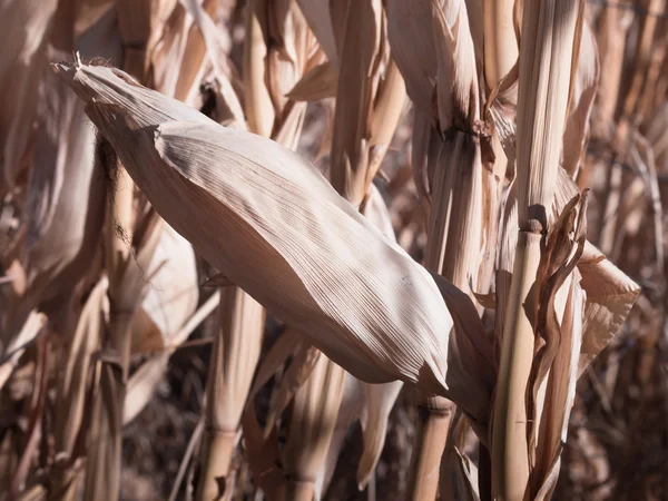 Boerderij veld van maïs in de herfst — Stockfoto