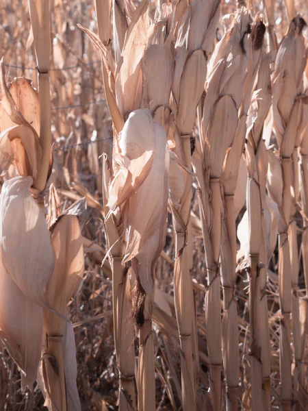 Boerderij veld van maïs in de herfst — Stockfoto